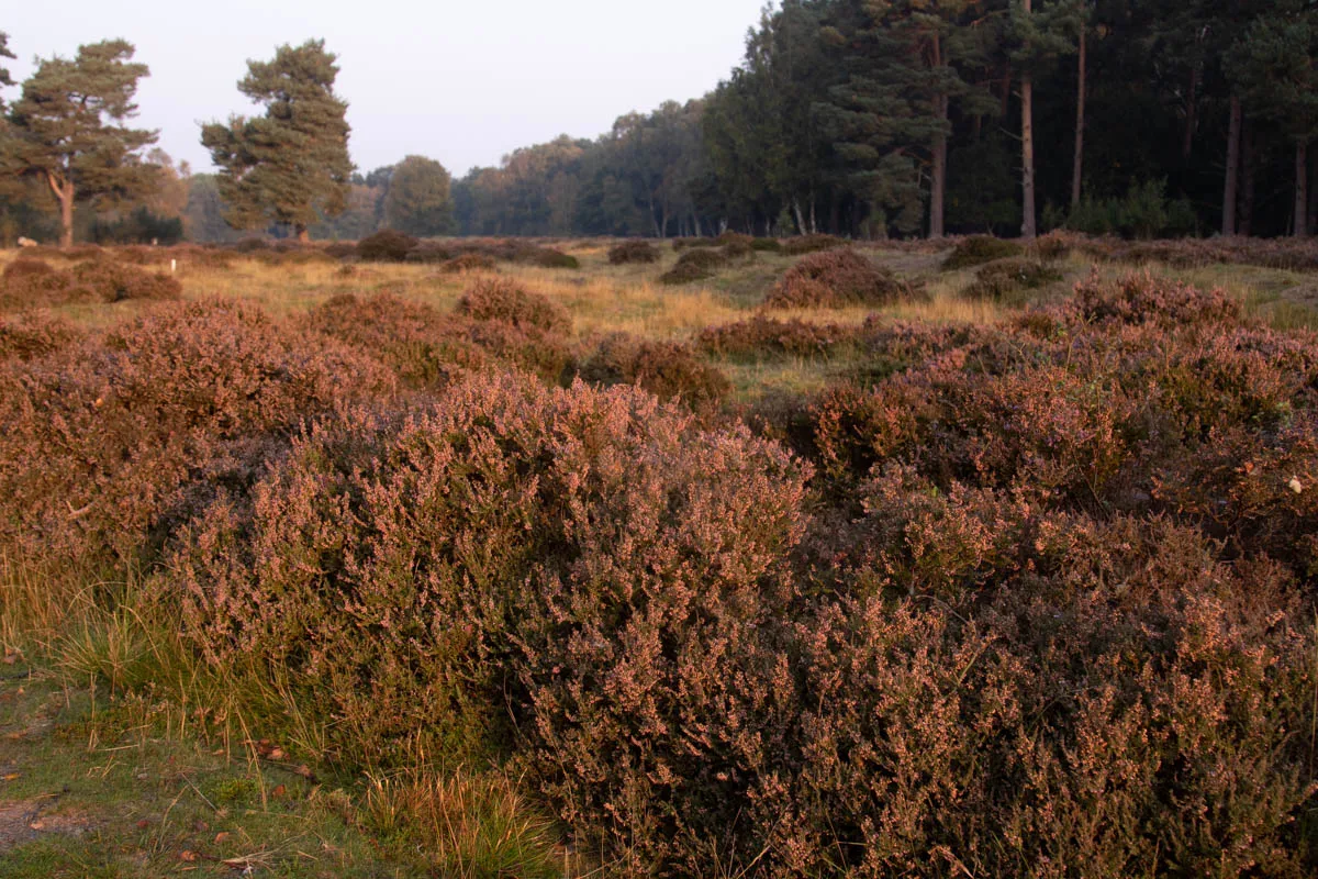 Linwood warren sunrise sept 20200199.jpg