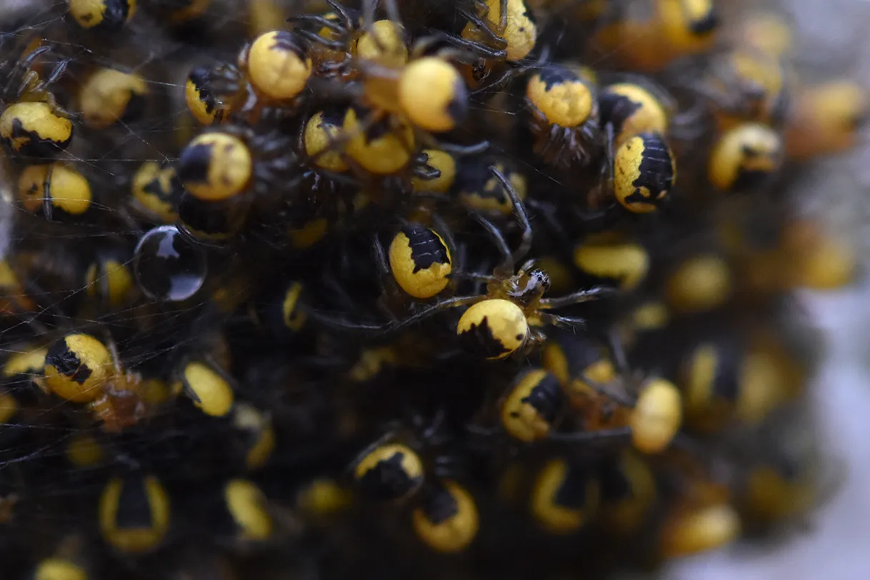 Araneus diadematus yellow baby spiders 5.jpg