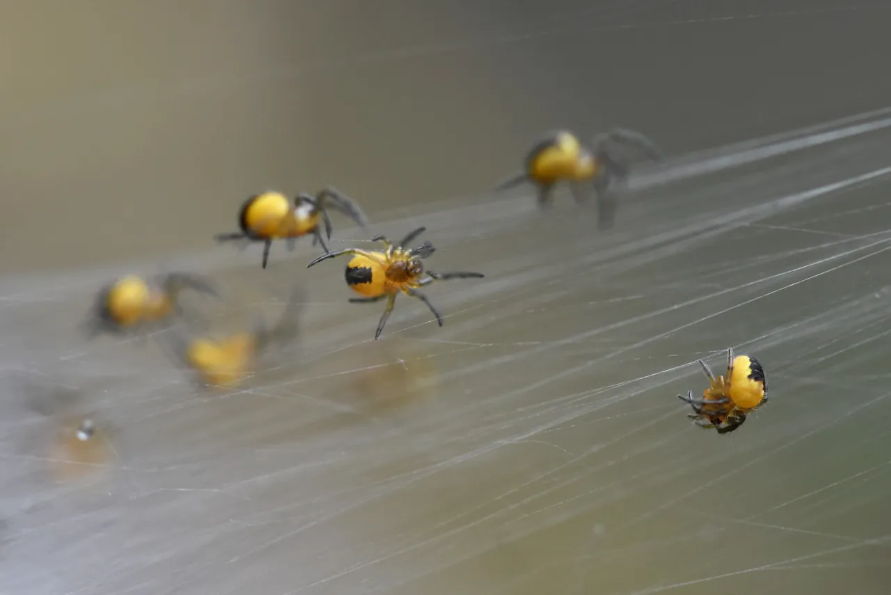 Araneus diadematus yellow baby spiders 8.jpg
