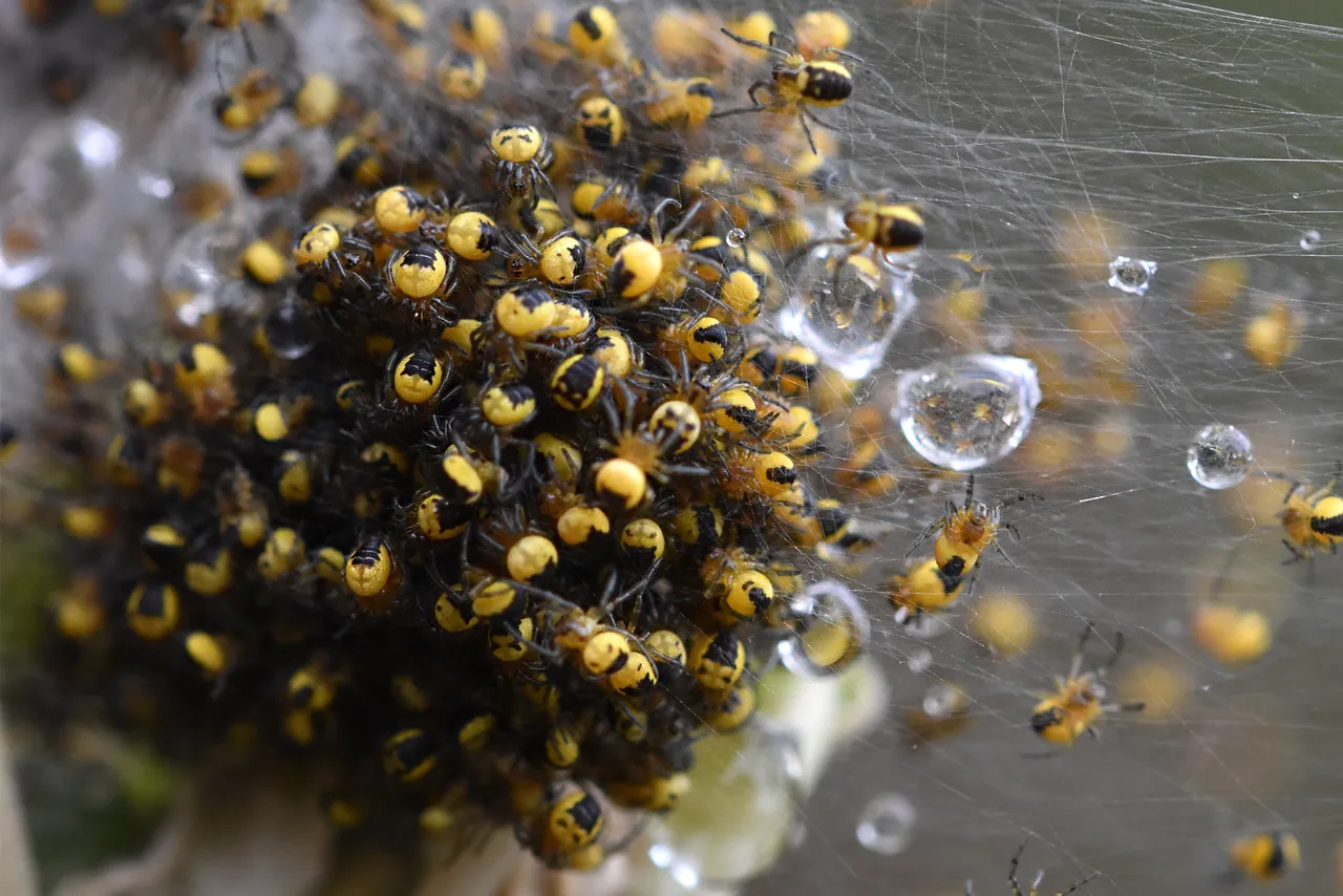 Araneus diadematus yellow baby spiders 2.jpg