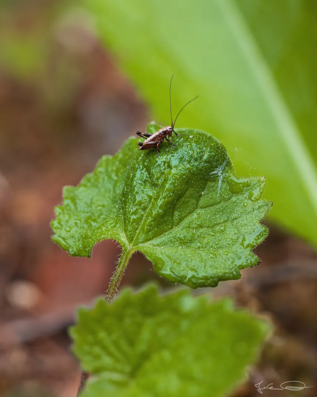 Dark Bush-Cricket