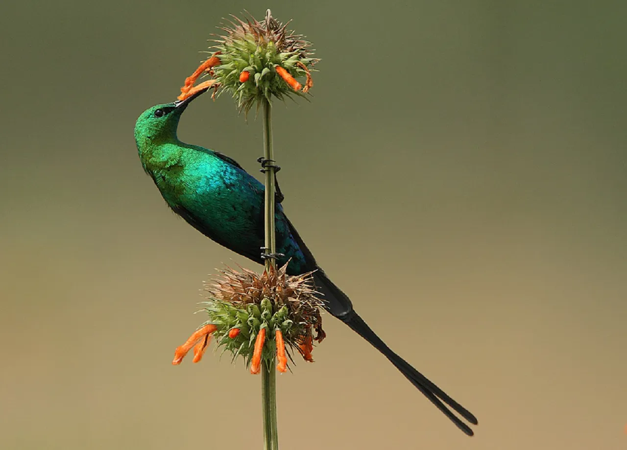 Nectarinia_famosa_Malachite_Sunbird.jpg