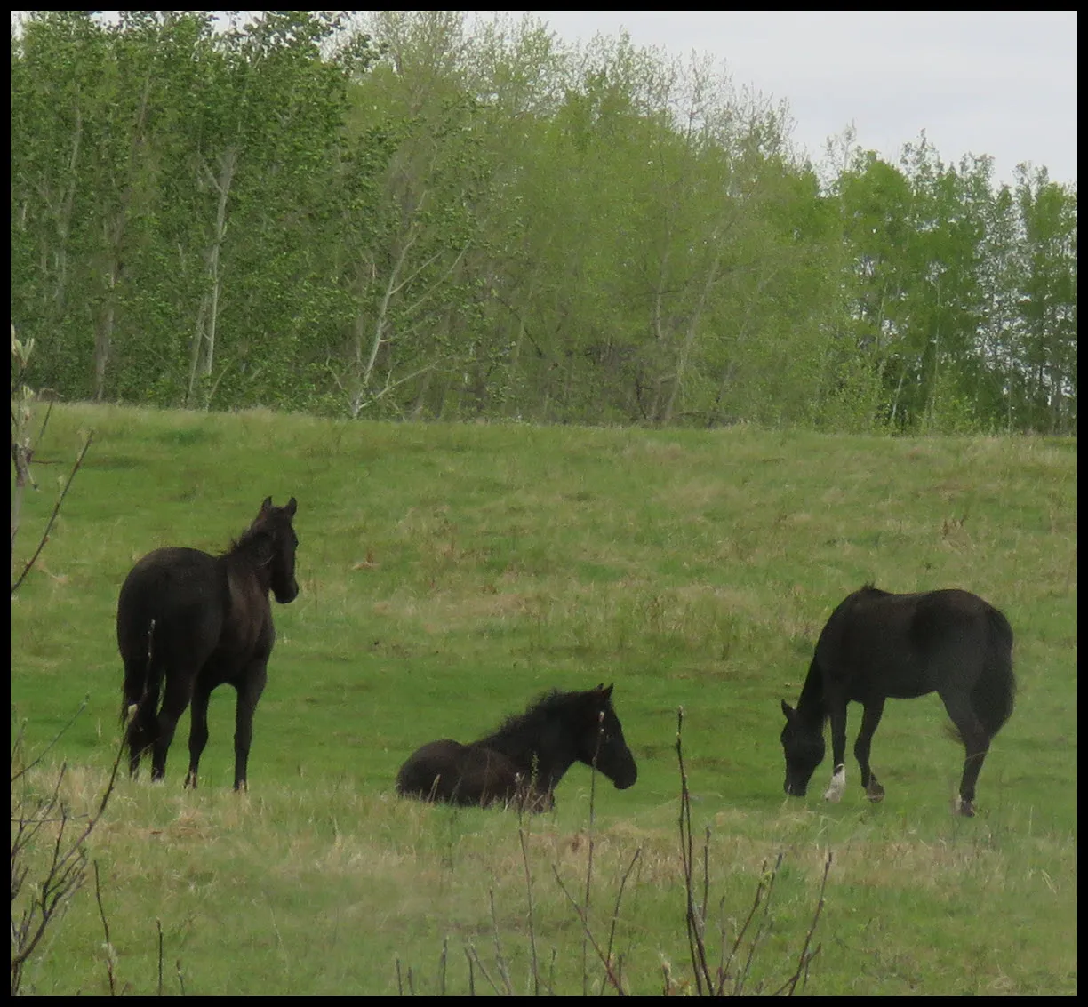 black horse family in the green grass.JPG