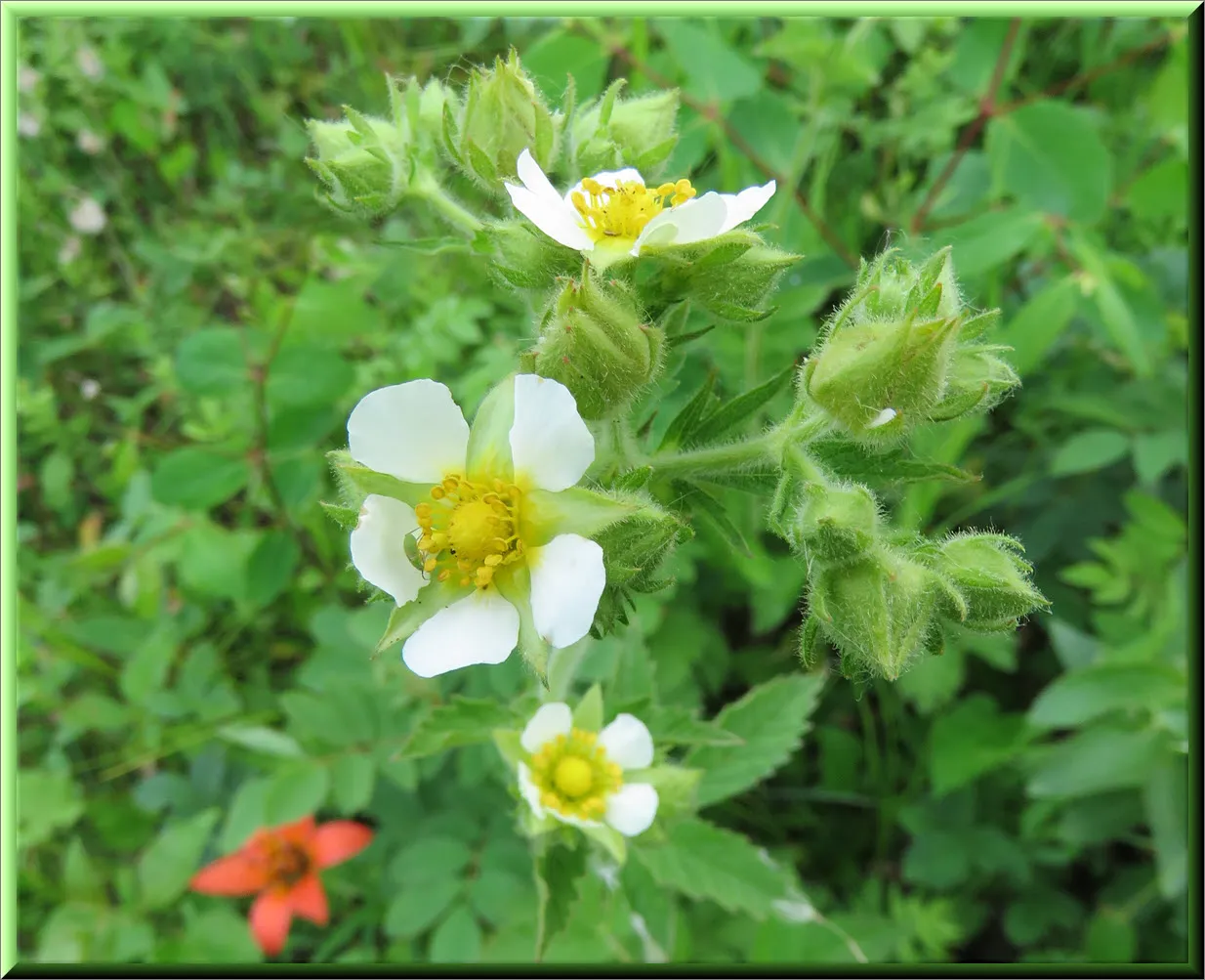 close up white potentillia type flower.JPG