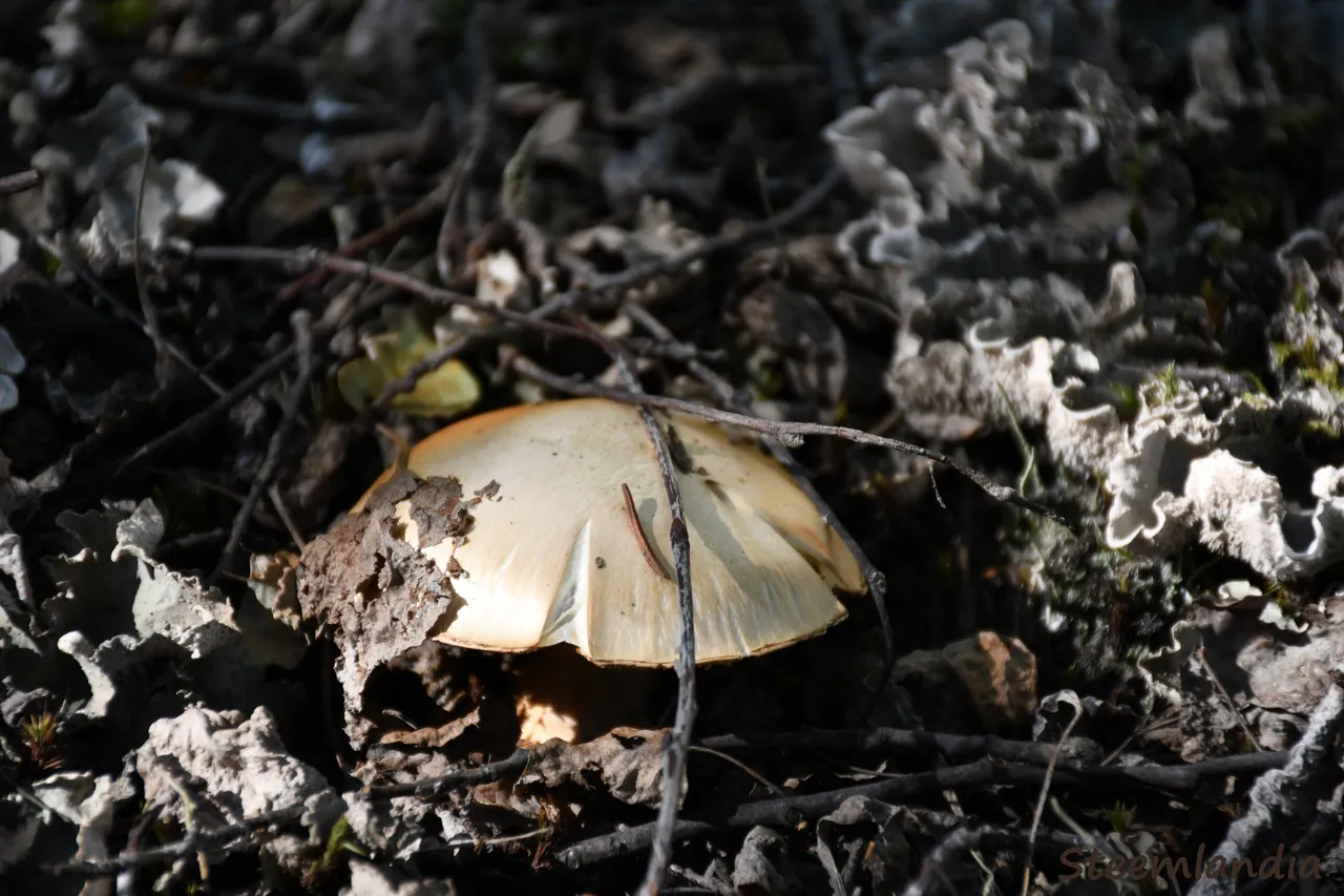 steemlandia2019sept13th47mushroom2io.jpg