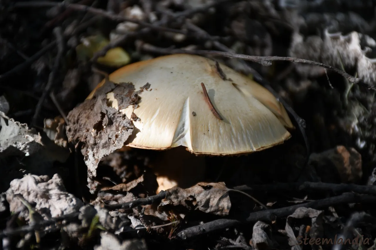 steemlandia2019sept13th47mushroom1io.jpg