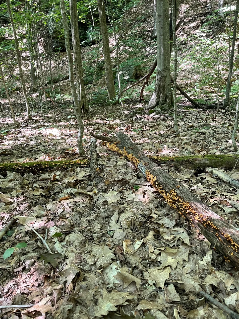 Orange mushooms on logs