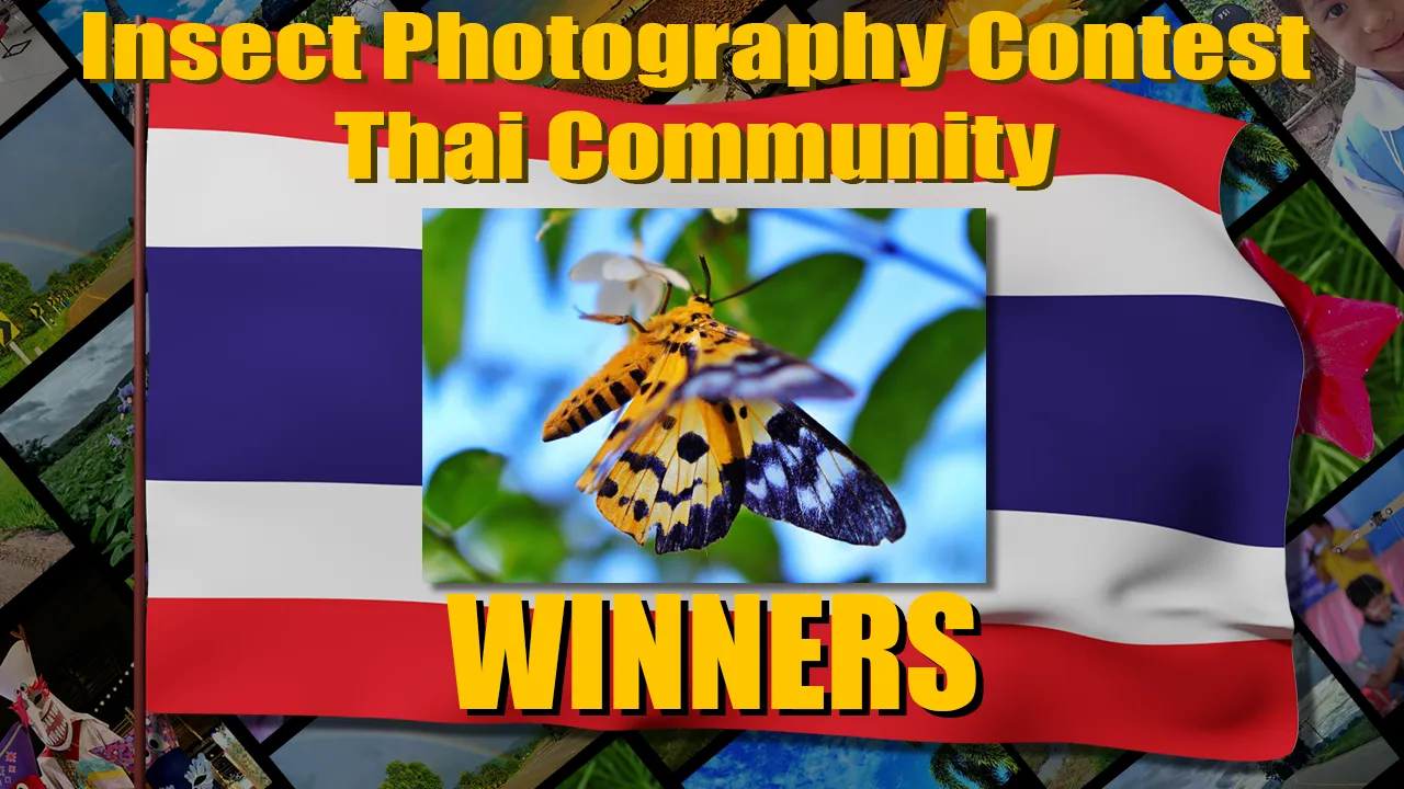 insect_thai_contest_winner.png