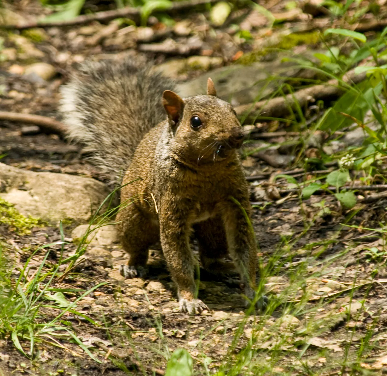 p6155078squirrel_copy_copy.jpg