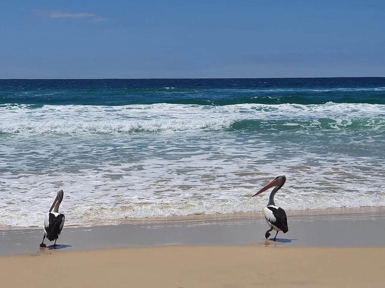 fraser_island_oct_2020_290.jpg