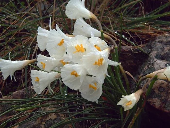 Narcissus_cantabricus (1).jpg