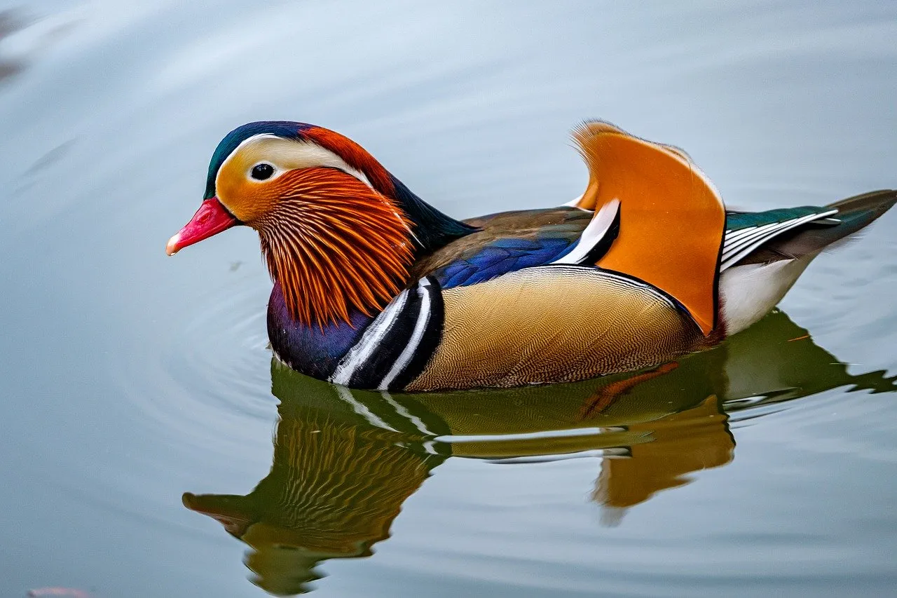 mandarin-ducks-4571857_1280.jpg