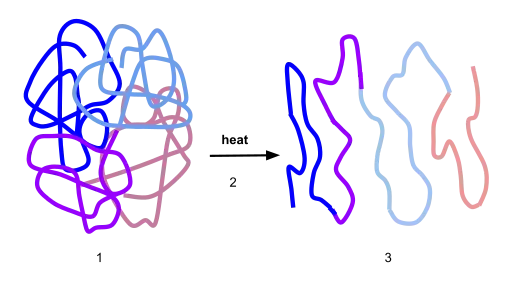 Process_of_Denaturation.svg.png