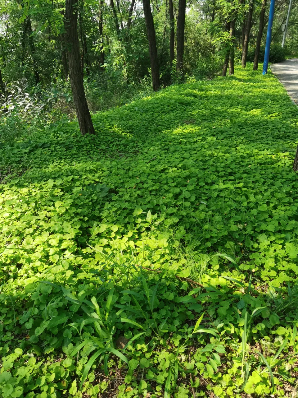 地皮草.jpg