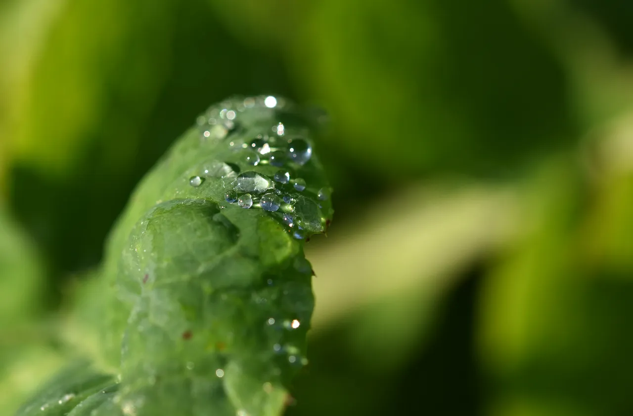 leaf dew waterdrops 4.jpg