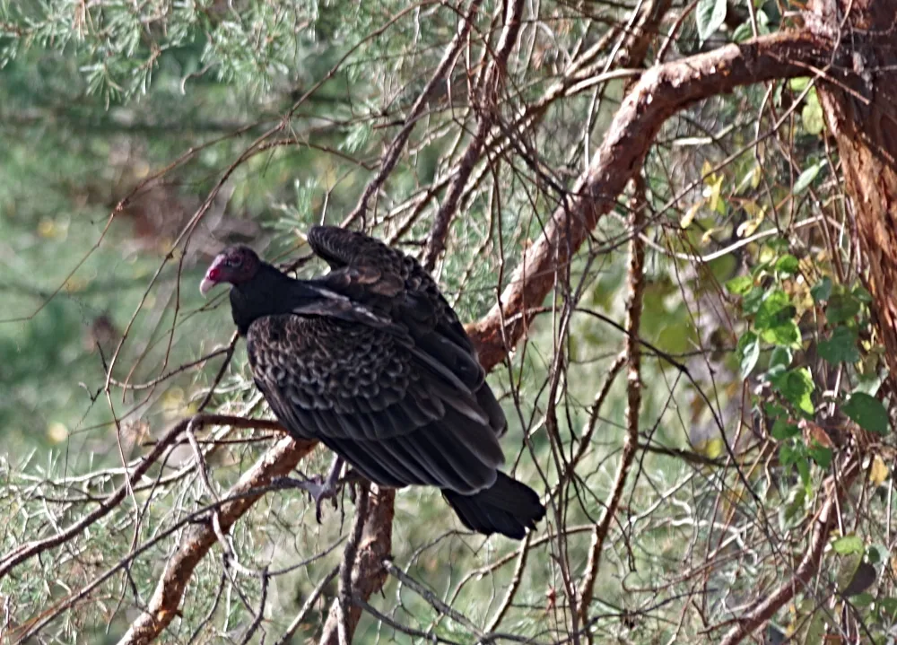 amazing-nature-fall-vulture.jpg