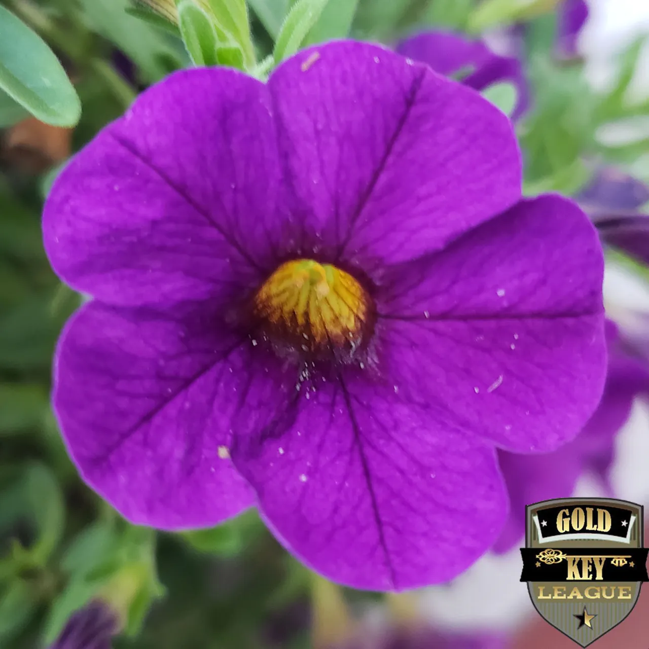 GK_Flowers_Ver69_03_5_5_300.jpg