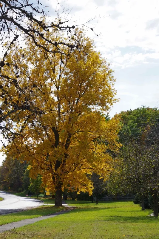 amazing-nature-fall-9 (1).jpg