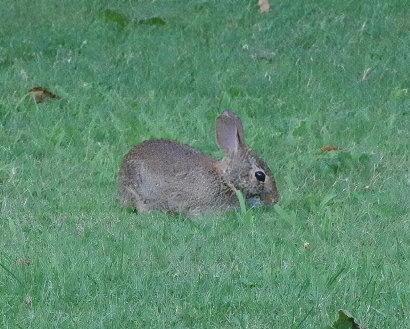 hivegarden-gardening-rabbit.jpg