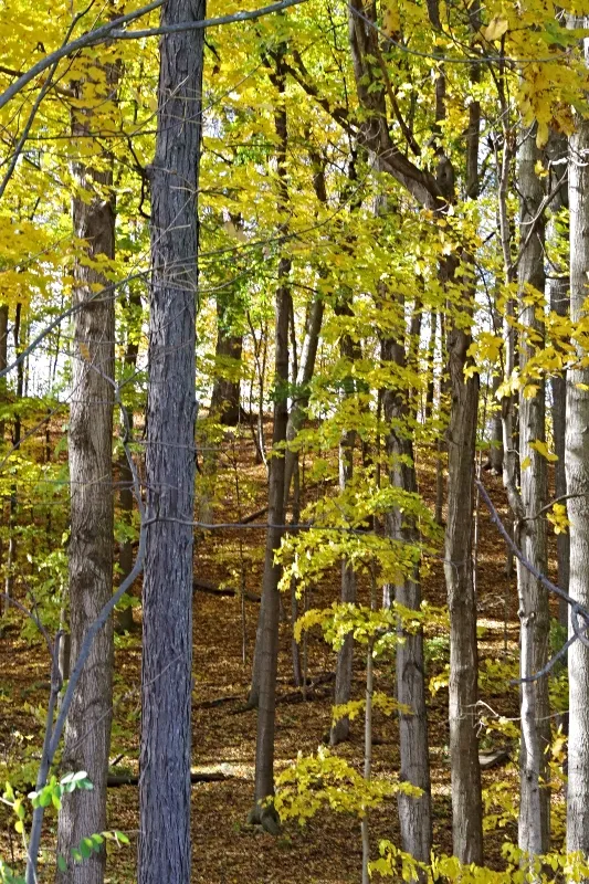 amazing-nature-fall-6 (1).jpg