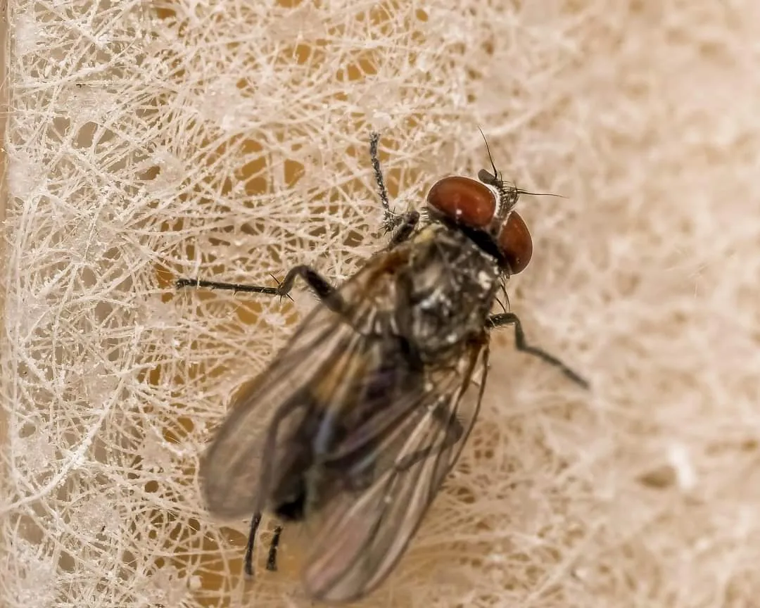 house fly insects (6).jpg