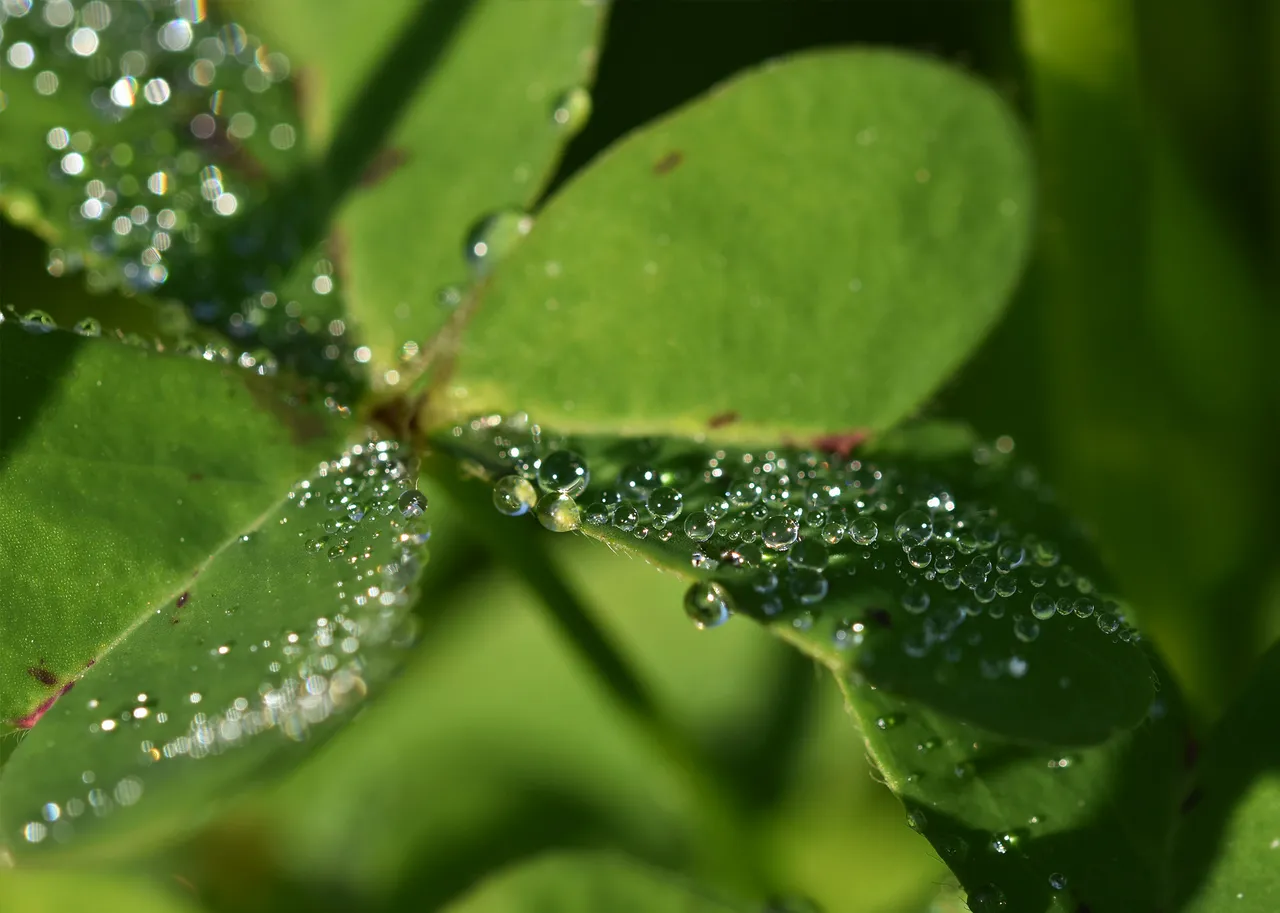 leaf dew waterdrops 5.jpg