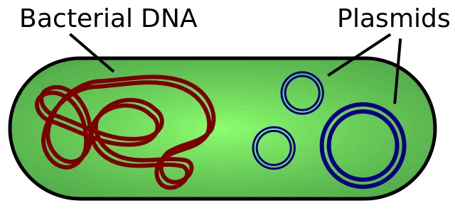640px-Plasmid_(english).svg.png
