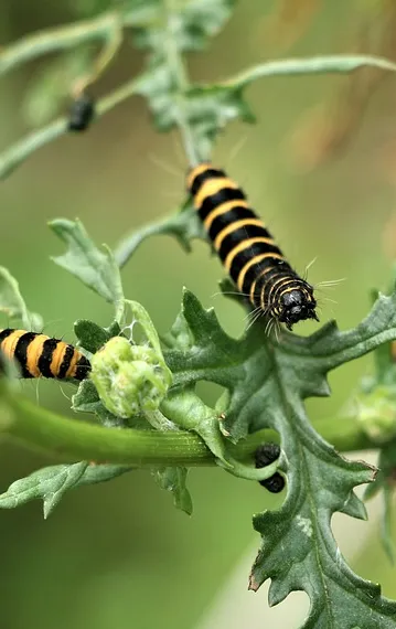caterpillar-4337666_960_720.jpg