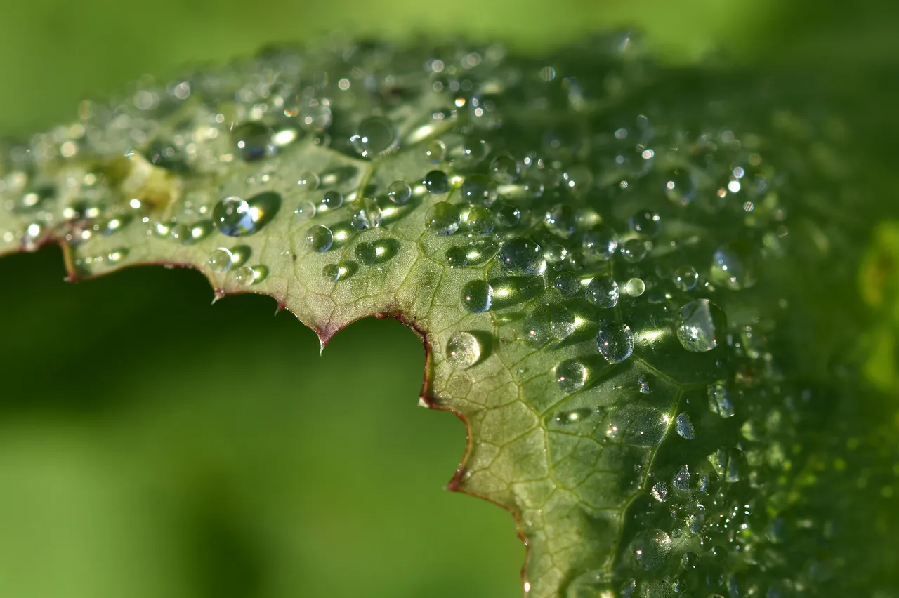 leaf dew waterdrops 3.jpg