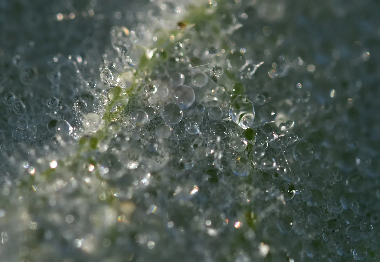 leaf dew waterdrops 2.jpg