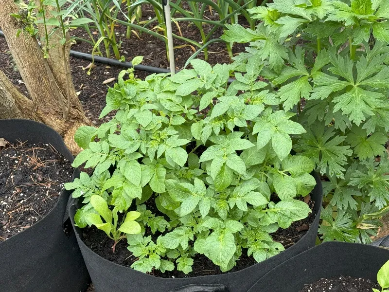 hivegarden-potato-grow-bags.jpg