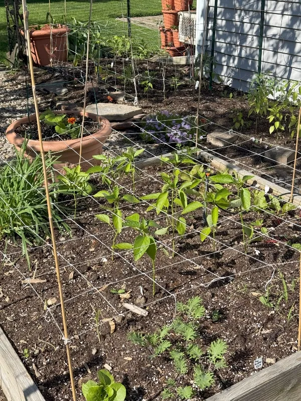 hivegarden-pepper-support-5.jpg