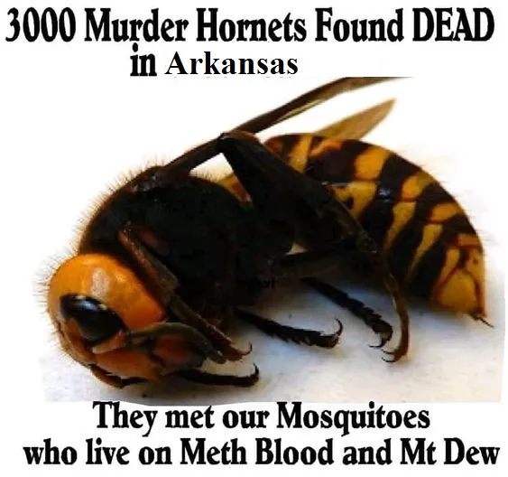 killer hornets Arkansas.jpg
