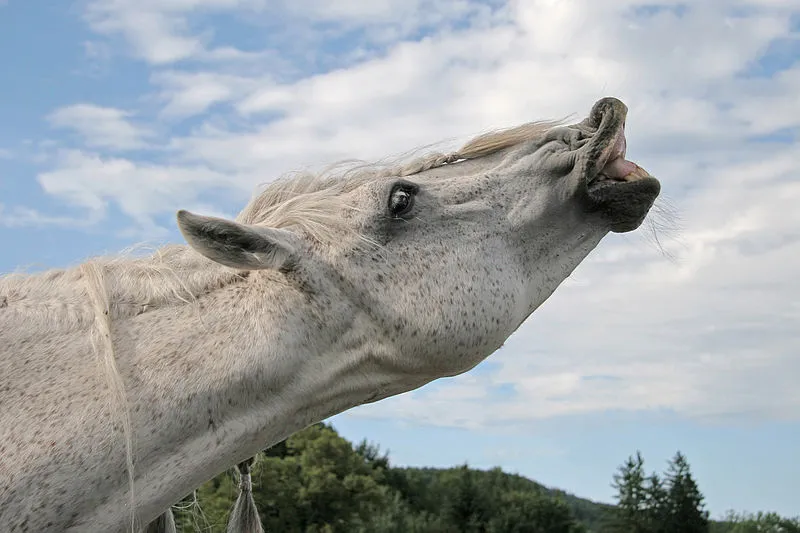 800px-Flehmendes_Pferd_32_c.jpg