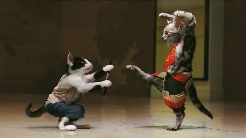 meow I know kung fu.jpg