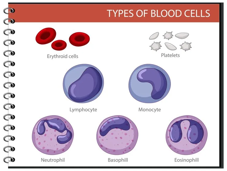 type-blood-cells_1308-49260.jpg