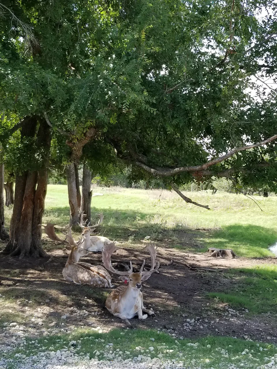 deer sitting on shade.jpg