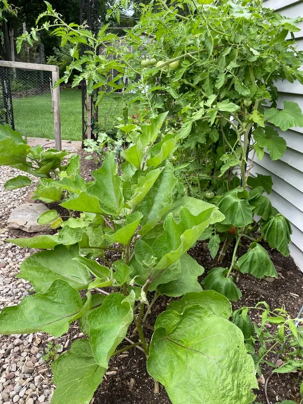 hivegarden-harvest-eggplant.jpg