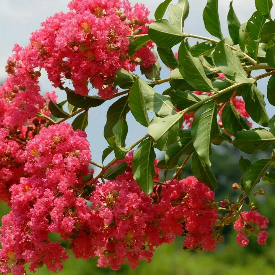 https://s3.us-east-2.amazonaws.com/partiko.io/img/mulexjosh-flower-photography5geitk3i-1534689202753.png