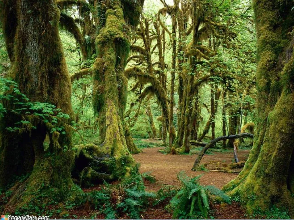 5325_Big_old_trees1024_768.jpg