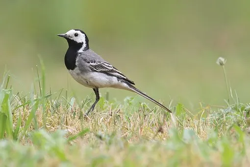 white-wagtail-1975821__340.jpg