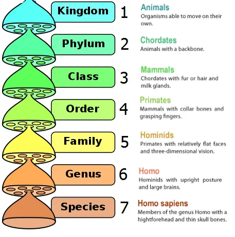 Classification Thinglink.png