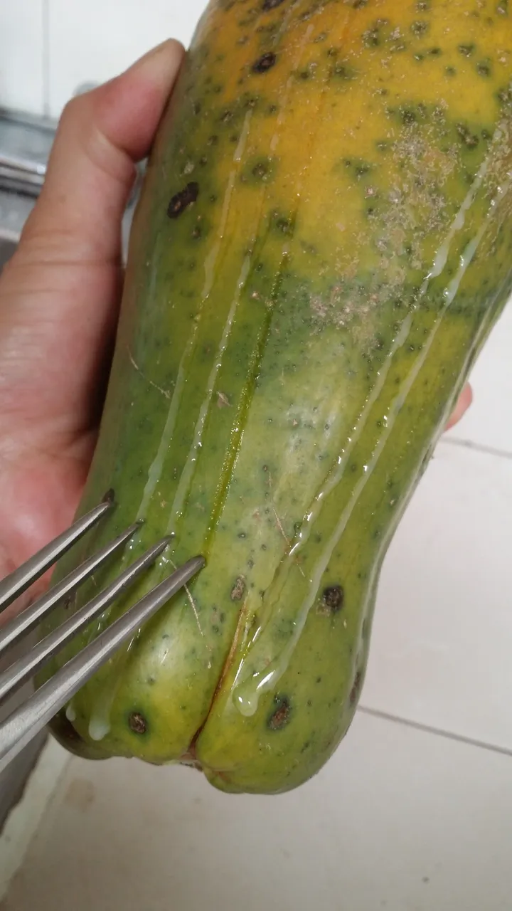 dripping papaya mancha.jpg