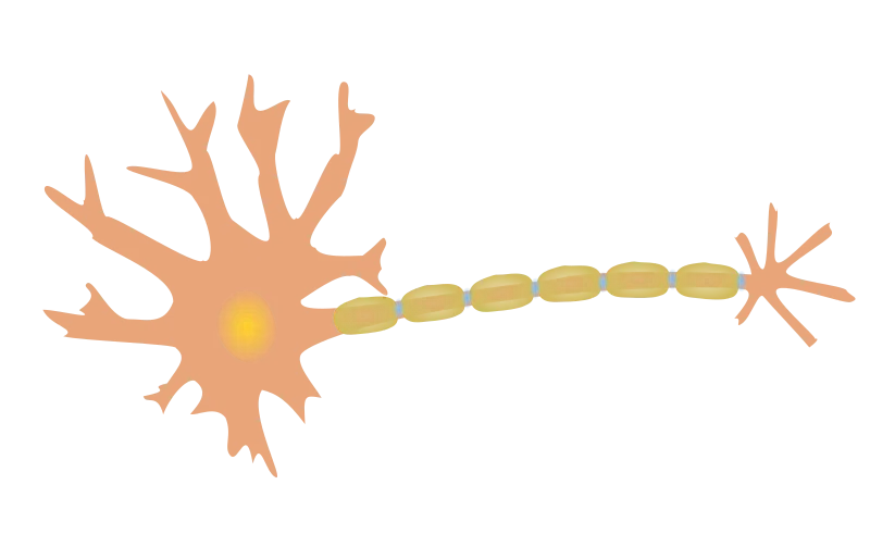 phreed-single-neuron-800px.png