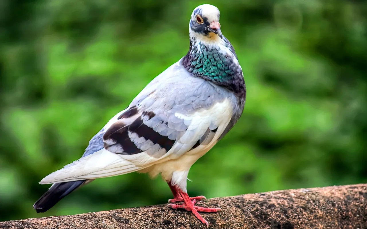 beautiful-pigeon-wallpaper.jpg