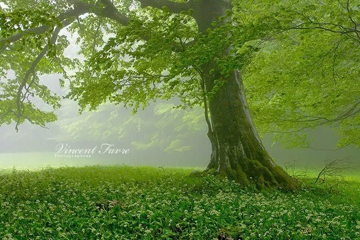 gree-ground-and-green-tree.jpg