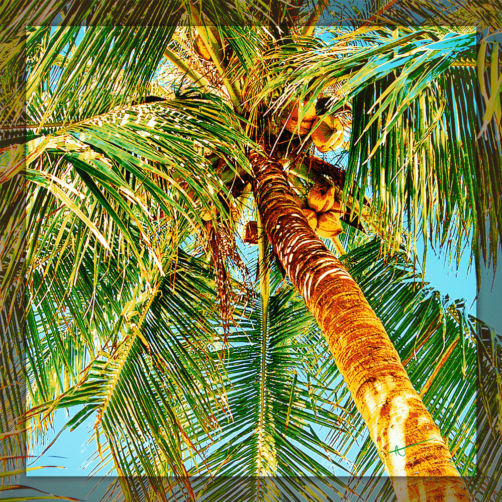 Thumbnails__0010_PalmTree2.gif