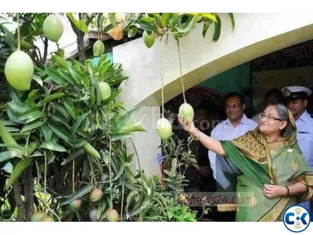 Chapai Nawabgonj Mango.jpg