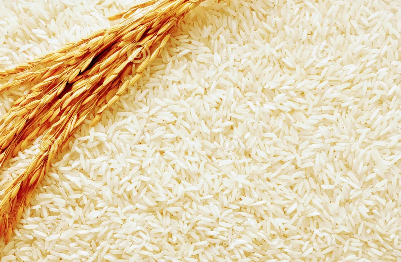 rice-background-26152819~2.jpg