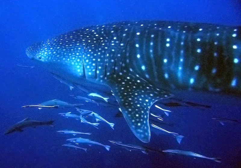 800px-Whale_Shark_Ningaloo.jpg